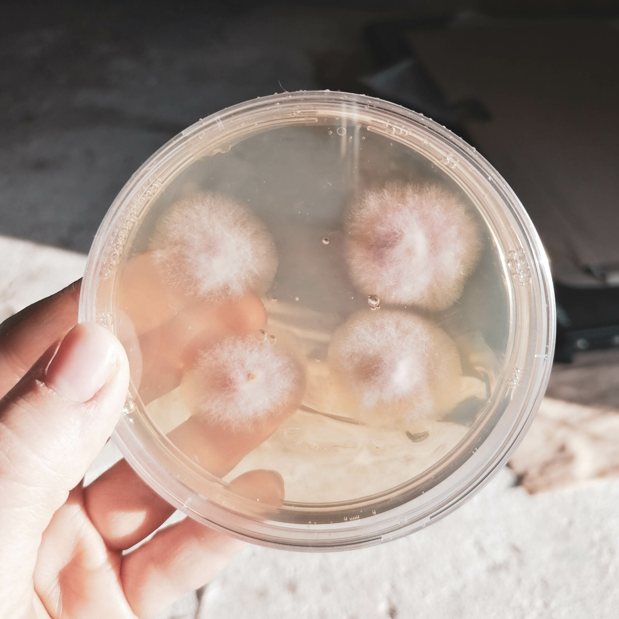 Fungi-2