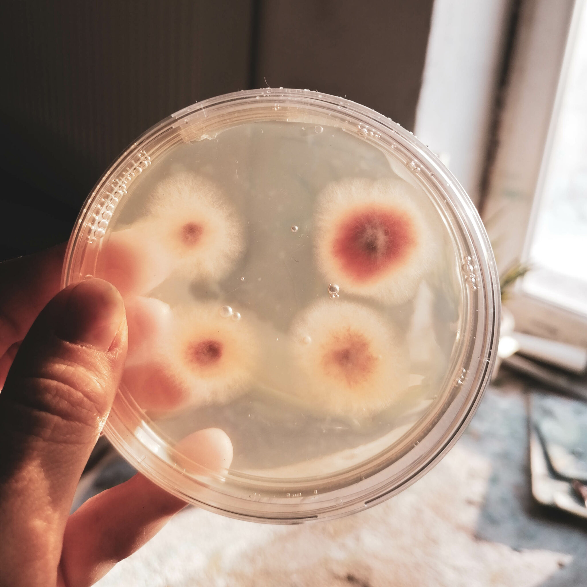 Fungi-3